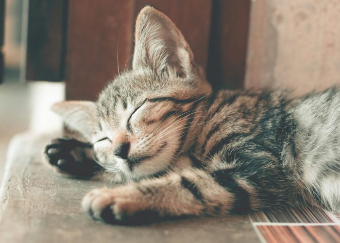 Cute cat sleeping on hard surface 
