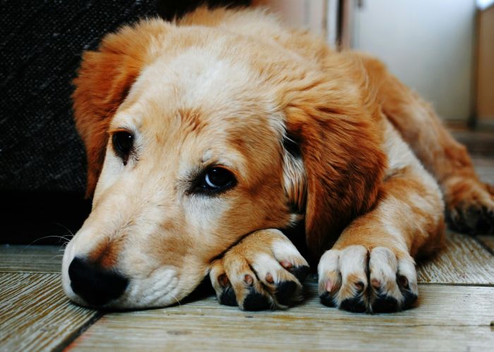 Happy dog laying on hardwood floor