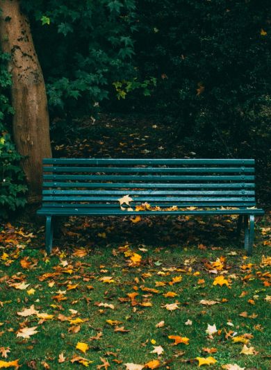 Park bench in beautiful green park