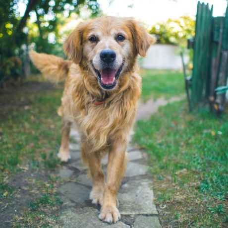 Cute dog walking down path at South Meadows Apartments